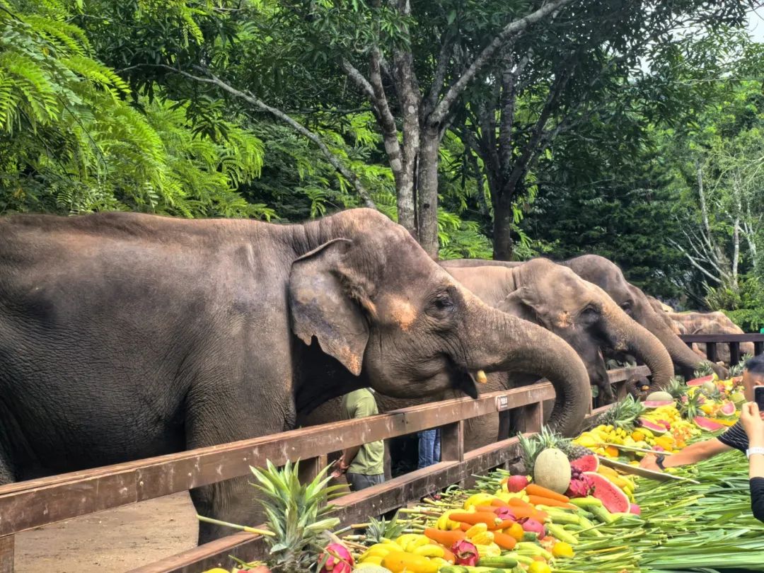 大象国际安卓版大象国际官网登录