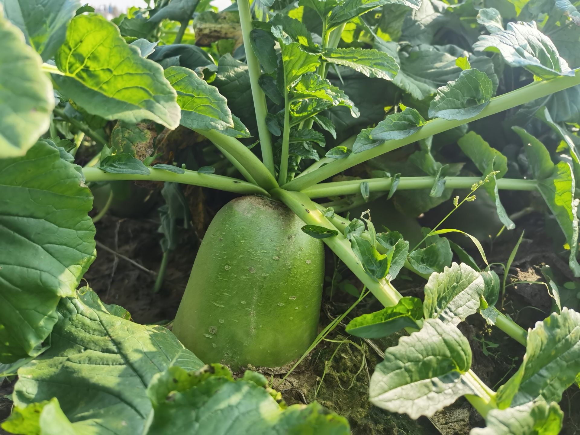 萝卜客户端应用萝卜客户端怎么下载-第2张图片-太平洋在线下载 萝卜客户端应用萝卜客户端怎么下载-第2张图片-太平洋在线下载