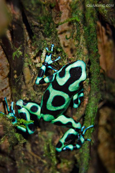 毒蛙安卓版azureus毒蛙中文版